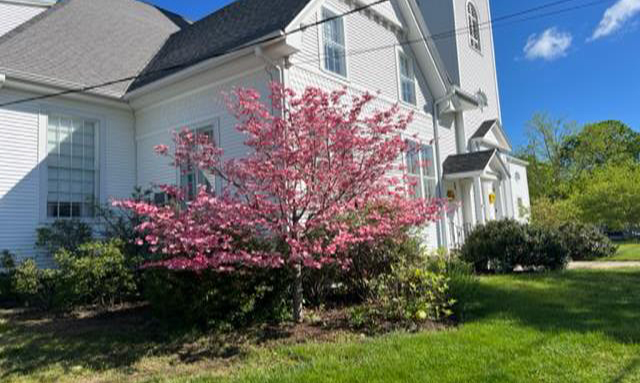 Image of the West Brookfield Congregational Church with a pink blooming tree.